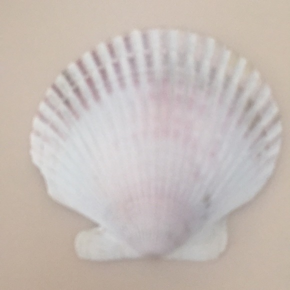 6 seashells for beachy decorating/ decor - Picture 3 of 8